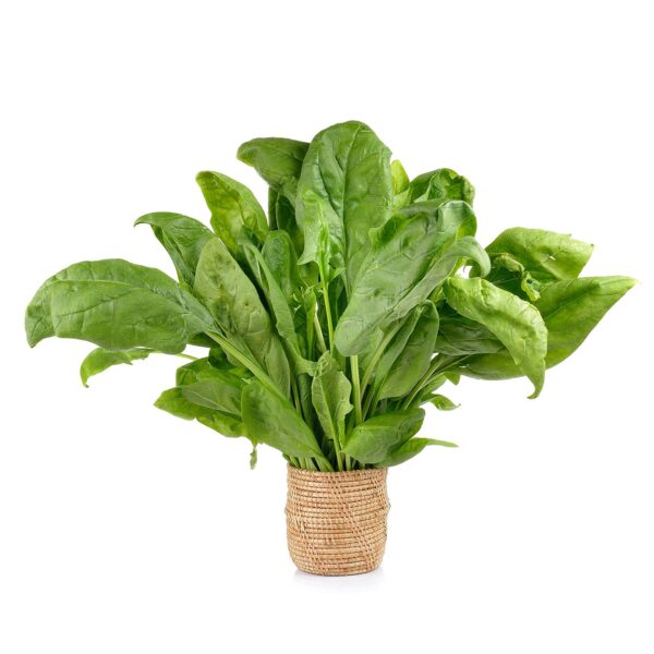 Green Palak